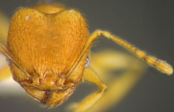 Media type: image; Entomology 34403   Aspect: head frontal view